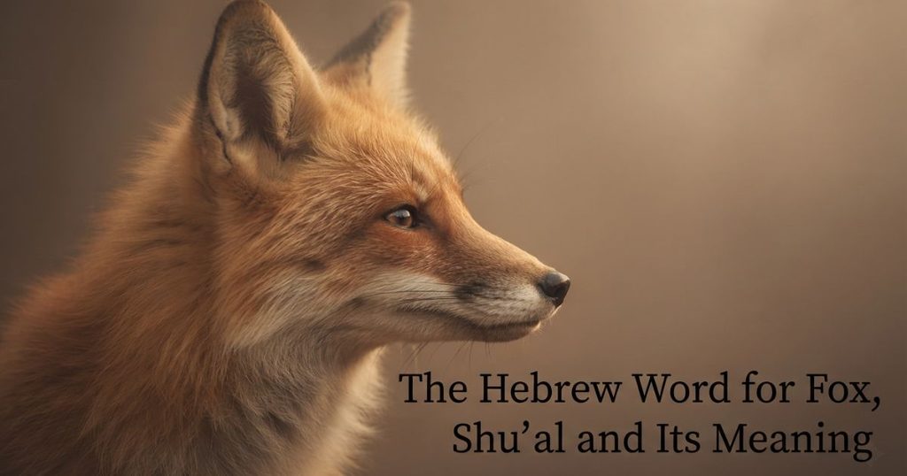 The Hebrew Word for Fox , Shu'al and Its Meaning